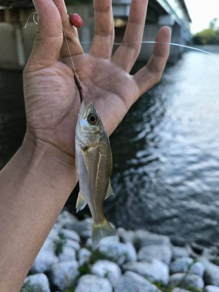 武庫川ハゼ釣り調査