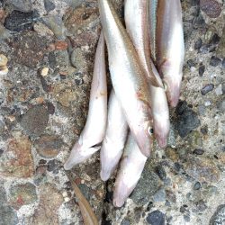 今日は早上がり