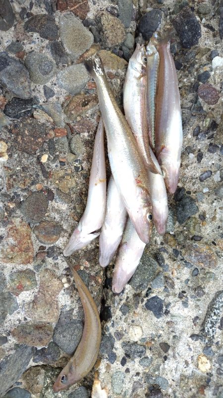 今日は早上がり