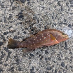 朝マズメのサビキから泳がせ釣りへ！