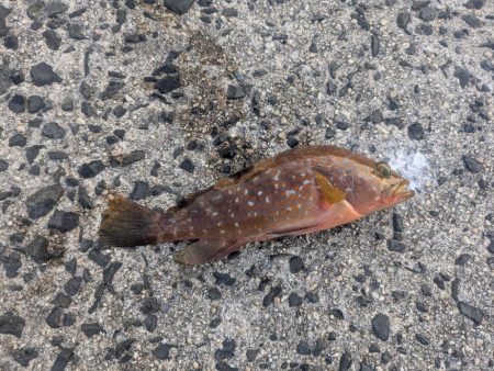 朝マズメのサビキから泳がせ釣りへ！