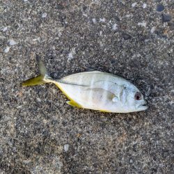 結局、小物釣り