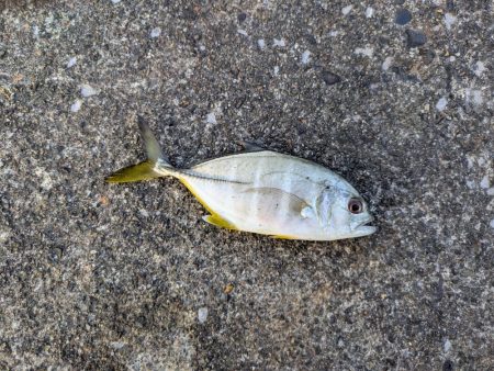 結局、小物釣り