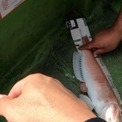 幻のシロアマダイ