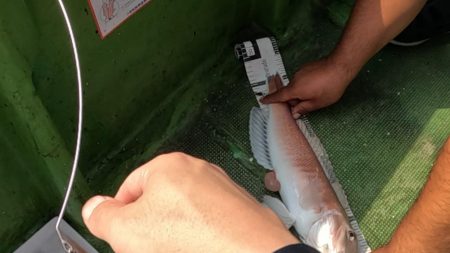 幻のシロアマダイ