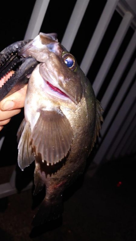 電気ウキ釣り 10