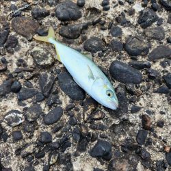 久しぶりの青物