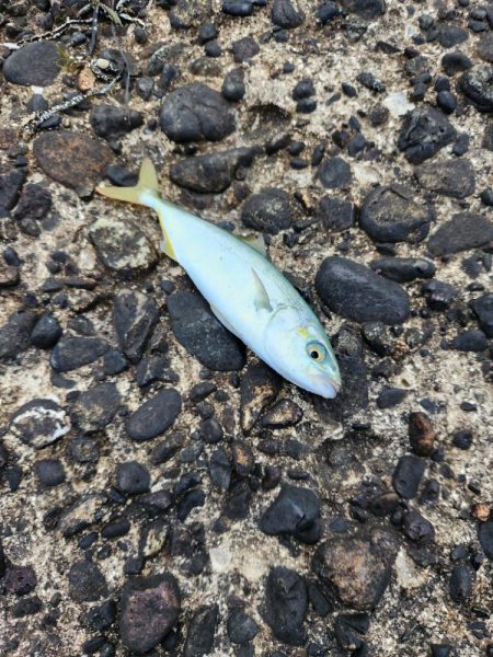 久しぶりの青物