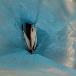 サゴシ祭りとは、、、