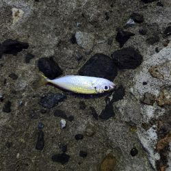 盆の釣り　1日目