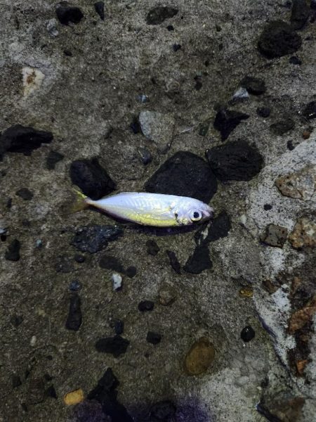 盆の釣り　1日目