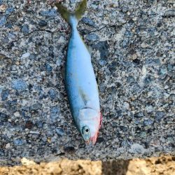 盆の釣り　2日目