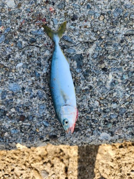 盆の釣り　2日目