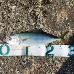 盆の釣り　3日目