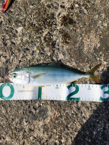 盆の釣り　3日目