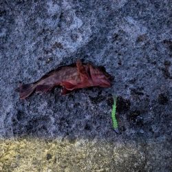 テールピロピロ