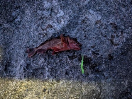 テールピロピロ