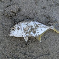 久しぶりのアイツ