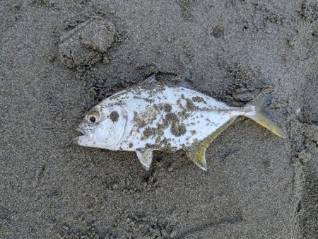 久しぶりのアイツ