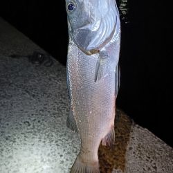 ヒラスズキの湧く堤防でモンスターと遭遇!