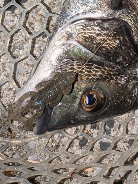 広島チニング昼チヌトップ、夜敷石ネチネチニング