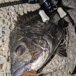 自作ペンシルでチヌトップ→ナイト敷石ダッドフィーバー