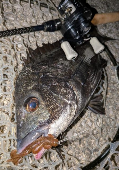 自作ペンシルでチヌトップ→ナイト敷石ダッドフィーバー