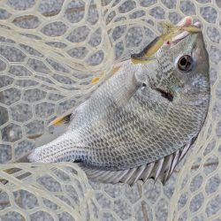 広島チニング小型のバイトに後輩リグ！