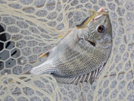 広島チニング小型のバイトに後輩リグ！