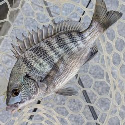 広島チニング九州の凄腕をガイド