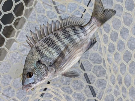 広島チニング九州の凄腕をガイド