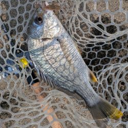 広島短時間下見チニング