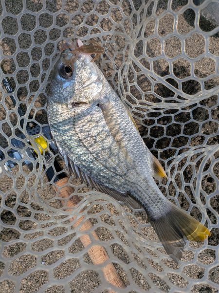 広島短時間下見チニング