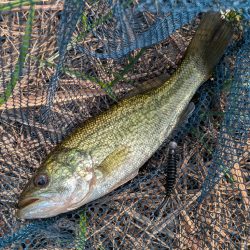 アジングタックルで家前fishing！