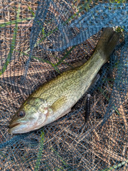 アジングタックルで家前fishing！