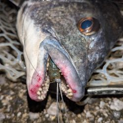 大人の夜遊び広島敷石ネチネチニング