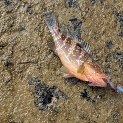 アオリ厳しくアコウゲーム