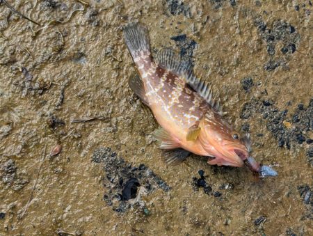 アオリ厳しくアコウゲーム