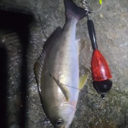 ｲﾉｼｼ遭遇、釣りは渋い、汗だく