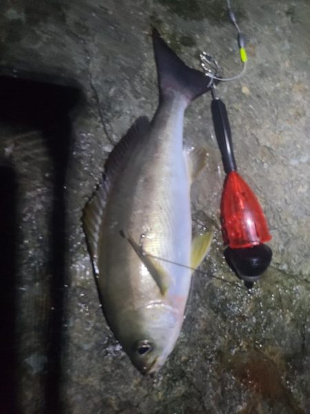 ｲﾉｼｼ遭遇、釣りは渋い、汗だく