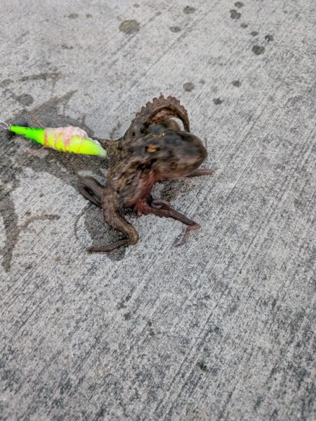 マダコ　ツ抜けならず