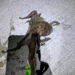 妻、マダコ初ゲット