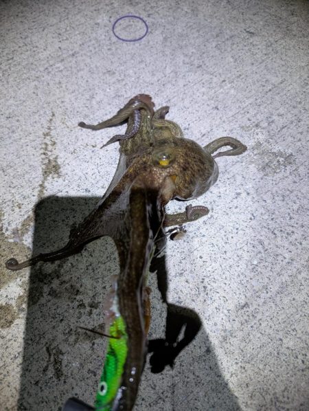 妻、マダコ初ゲット