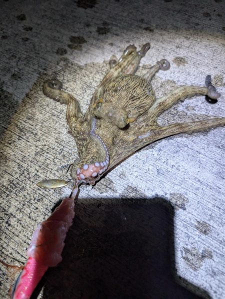 マダコ釣り20250820