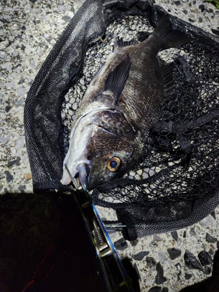 ナイトチニング