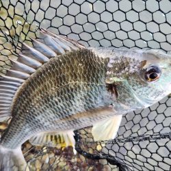 丸1日！広島市内チニング