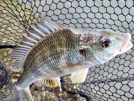 丸1日！広島市内チニング