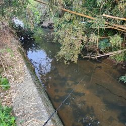 初場所！ナマズ探し