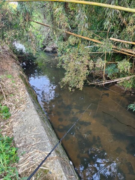 初場所！ナマズ探し