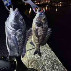 敷石ナイトチニング